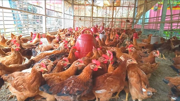 মাংসের হাইব্রিড মুরগি